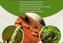 Termite Pest Control Services in Hyderabad