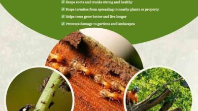 Termite Pest Control Services in Hyderabad