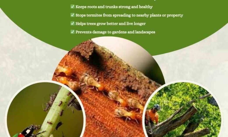 Termite Pest Control Services in Hyderabad